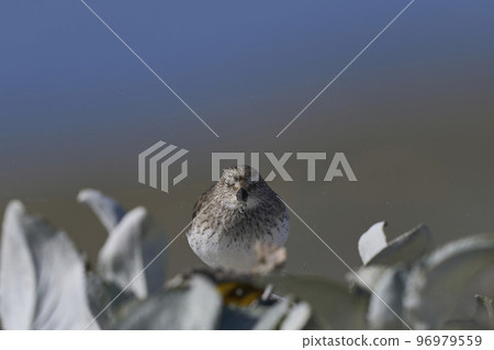 White-rumped Sandpiper White-rumped Sandpiper 96979559