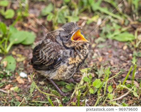 A fieldfare chick, Turdus pilaris, has left the nest and sitting on the spring lawn. A fieldfare chick sits on the ground and waits for food from its parents. 96979600
