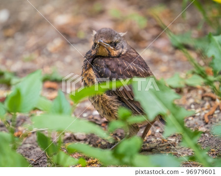 A fieldfare chick, Turdus pilaris, has left the nest and sitting on the spring lawn. A fieldfare chick sits on the ground and waits for food from its parents. 96979601