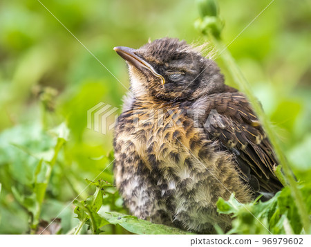 A fieldfare chick, Turdus pilaris, has left the nest and sitting on the spring lawn. A fieldfare chick sits on the ground and waits for food from its parents. 96979602