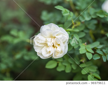 Rosa odorata wihite flowers with burred background. Rosa odorata wihite flowers with burred background. 96979611
