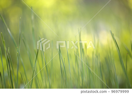 Bright green grass, thin blades growing on blurred green bokeh grassy background on sunny spring or summer day. Beauty of natural environment concept. Bright green grass, thin blades growing on blurred green bokeh grassy background on sunny spring or summer day. Beauty of natural environment concept. 96979999