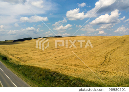 Aerial view of yellow agriculture wheat field ready to be harvested in late summer. Aerial view of yellow agriculture wheat field ready to be harvested in late summer. 96980201