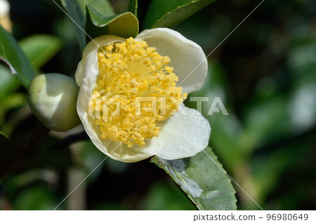 Tea flower Tea flower 96980649