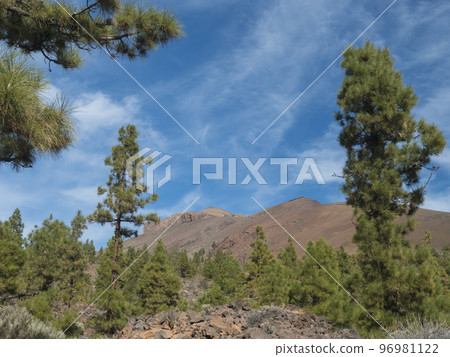 Volcanic landscape and lush green pine tree forest at hiking trail to Paisaje Lunar volcanic rock formation at Teide national park, Tenerife Canary islands, Spain Volcanic landscape and lush green pine tree forest at hiking trail to Paisaje Lunar volcanic rock formation at Teide national park, Tenerife Canary islands, Spain 96981122