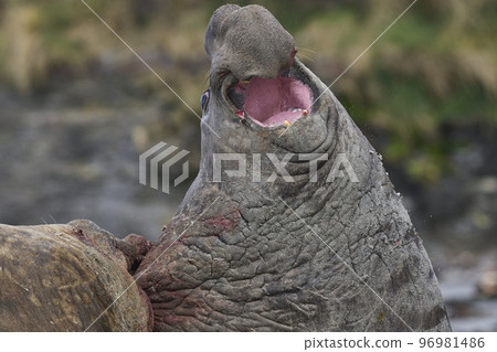 Battle of the giants 96981486