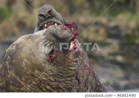 Battle of the giants 96981490