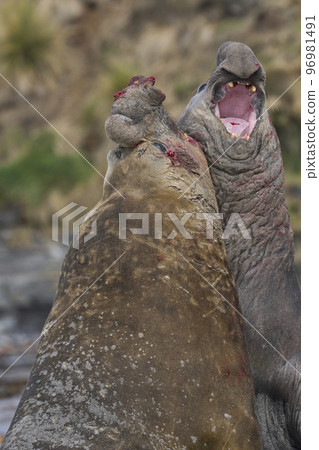 Battle of the giants Battle of the giants 96981491