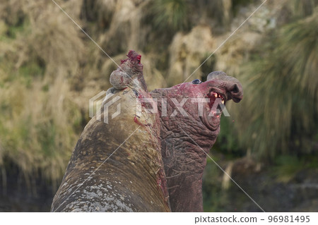 Battle of the giants 96981495