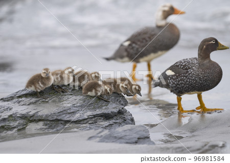 Falkland Steamer Duck and brood 96981584