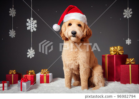 Adorable Goldendoodle dog with one Santa hat and Christmas decorations, cute Christmas scene. 96982794