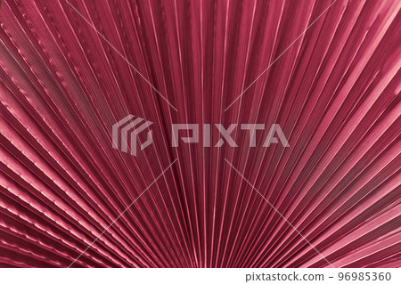 Palm leaf texture background tropical leaves close-up. Viva magenta trendy color Palm leaf texture background tropical leaves close-up. Viva magenta trendy color 96985360