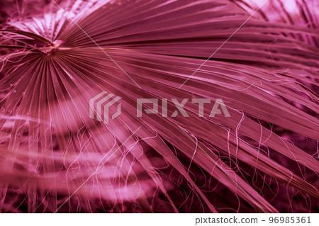 Tropical Viva magenta background of palm tree leaf with light haze, fashionable trendy color Tropical Viva magenta background of palm tree leaf with light haze, fashionable trendy color 96985361