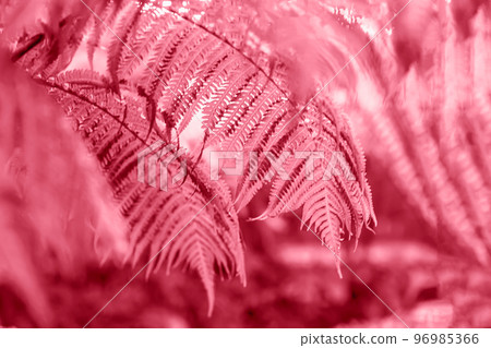 Tropical fern foliage close-up, exotic botanical background, trendy monochrome color Tropical fern foliage close-up, exotic botanical background, trendy monochrome color 96985366