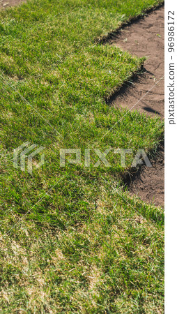 Laying sod for new garden lawn - turf laying concept 96986172