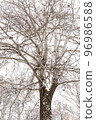 Picturesque view of beautiful tree covered with snow in winter forest 96986588