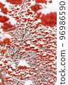 Vertical view of the red rowan covered snow in winter 96986590