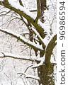 Picturesque view of beautiful tree covered with snow in winter forest 96986594