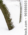 Snow in the bark of a pine tree texture selective focus 96986603
