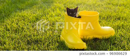 Banner Funny black kitten sitting in yellow boot on grass copy space. Cute image concept for postcards calendars and booklets with pet Banner Funny black kitten sitting in yellow boot on grass copy space. Cute image concept for postcards calendars and booklets with pet 96986629