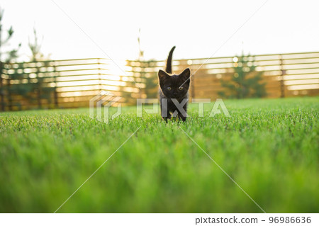 Black curiously kitten outdoors in the grass summer copy space - pet and domestic cat concept. Copy space and place for advertising 96986636
