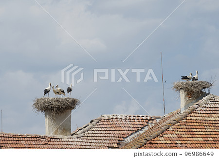 Families of storks stand in large nests against the blue sky and red tiled roofs as a symbol of family and home. Summer sunny weather. 96986649