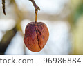 An apple on a tree. The apple is wrinkled. A wilted wilted apple. 96986884