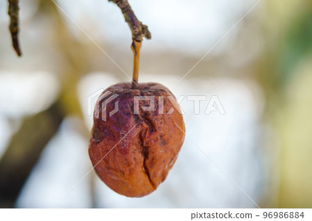 An apple on a tree. The apple is wrinkled. A wilted wilted apple. An apple on a tree. The apple is wrinkled. A wilted wilted apple. 96986884