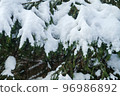 Grass in the snow. Snow covered the grass and bushes. White, crystalline snow on the ground. 96986892