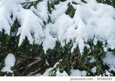Grass in the snow. Snow covered the grass and bushes. White, crystalline snow on the ground. 96986892