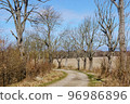 A road in the woods. A forest alley. Spring and sunshine. Forest trail. Old beautiful trees. 96986896