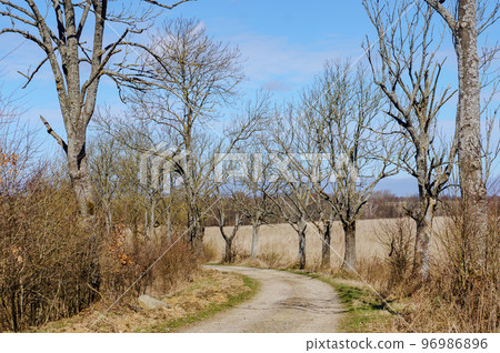 A road in the woods. A forest alley. Spring and sunshine. Forest trail. Old beautiful trees. A road in the woods. A forest alley. Spring and sunshine. Forest trail. Old beautiful trees. 96986896