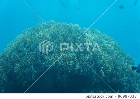 The sea of Okinawa 96987338