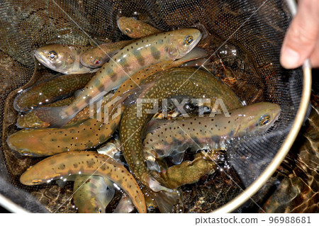 Catch of mountain stream fishing Catch of mountain stream fishing 96988681