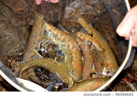 Catch of mountain stream fishing Catch of mountain stream fishing 96988682