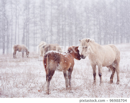 北海道冬季兒童 96988704