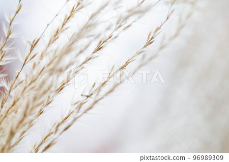 蒲葦在冬風中搖曳 蒲葦在冬風中搖曳 96989309