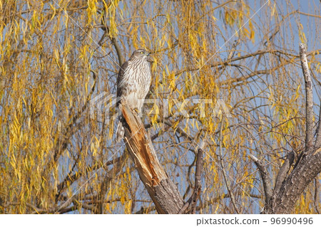 一隻年輕的蒼鷹在池塘里的一棵柳樹上休息 96990496