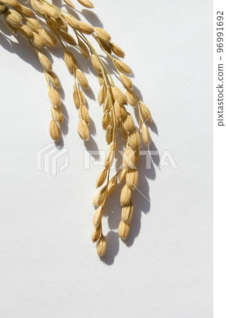 rice plant 96991692