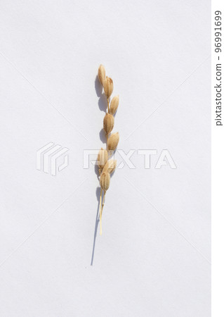 水稻 水稻 96991699