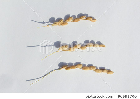 水稻 水稻 96991700