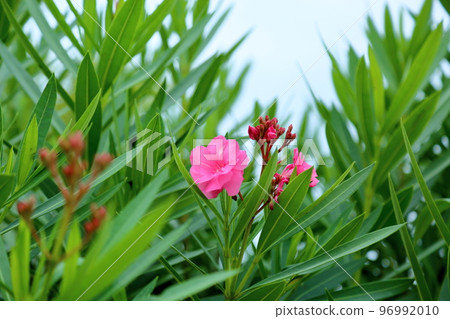 荔枝花 荔枝花 96992010