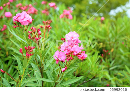 Flowers of Lychee 96992016