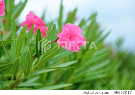 Flowers of Lychee Flowers of Lychee 96992017