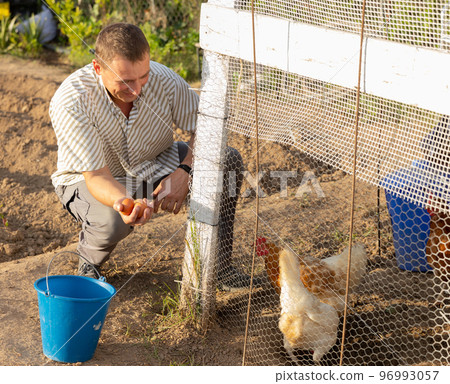 Smiling man collecting eggs of chickens in coop on backyard Smiling man collecting eggs of chickens in coop on backyard 96993057