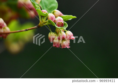 鐘狀莎莎花 鐘狀莎莎花 96993411