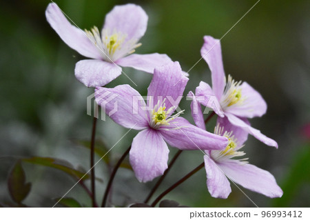 montana clematis montana clematis 96993412