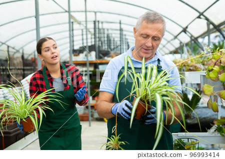 Two positive male and female botanists discussing among themselves potted Spider plant in greenhouse Two positive male and female botanists discussing among themselves potted Spider plant in greenhouse 96993414