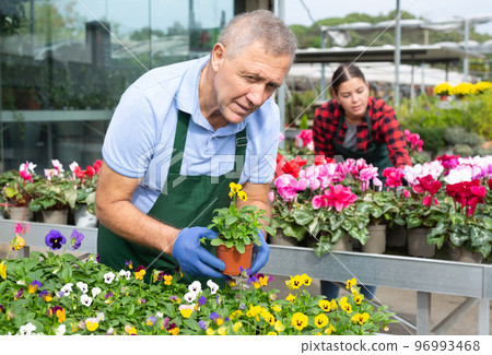 Focused middle-aged male gardener caring about potted Viola Cornuta flowers in greenhouse Focused middle-aged male gardener caring about potted Viola Cornuta flowers in greenhouse 96993468