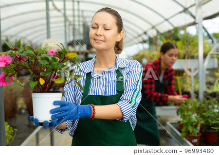 Experienced female worker gardening in glasshouse, checking Guineana plant in pot Experienced female worker gardening in glasshouse, checking Guineana plant in pot 96993480